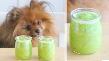 A small dog, enthusiastic about Juicing for Dogs, watching over two small jars and one glass of green smoothie on a table.